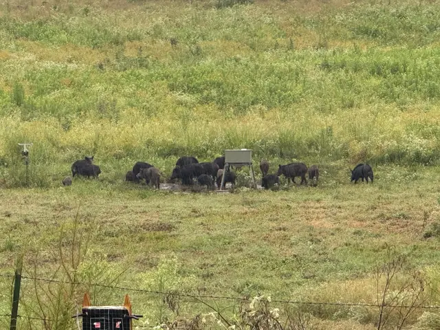 A sounder of hogs in the bottom pasture