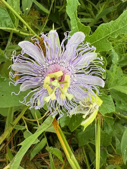 Maypop, the wild passionflower