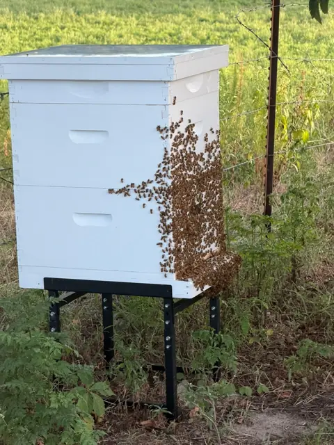 Bees bearding on the front of a double deep