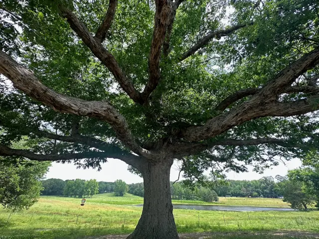 Under the big oak