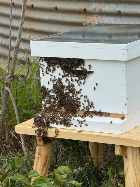 Bearding on a painted hive