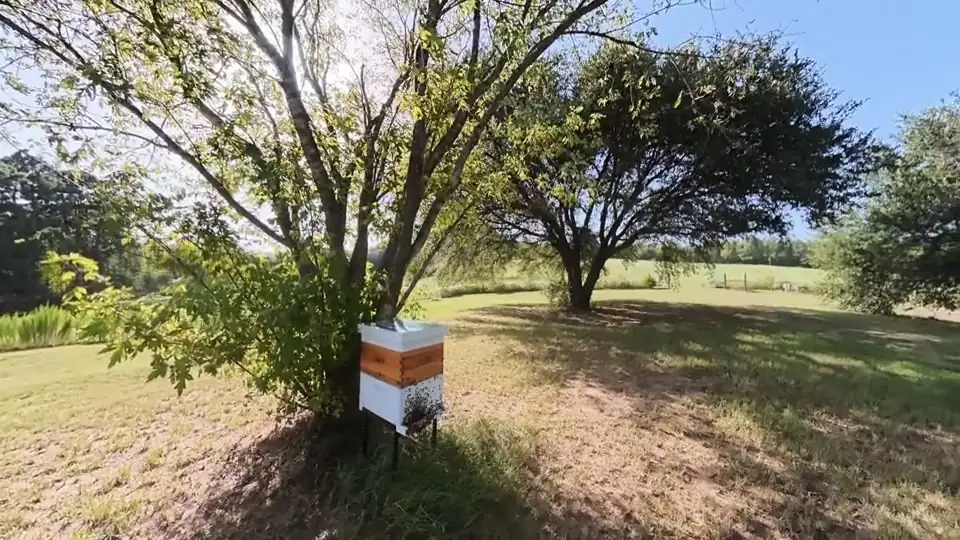 A single hive under the low branches of an oak, pasture and more oaks behind it