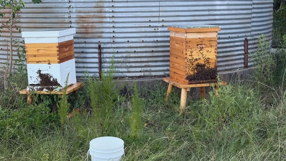 A white hive and a cedar hive on wooden stands in front of the old corrugated grain bin, bees covering both fronts